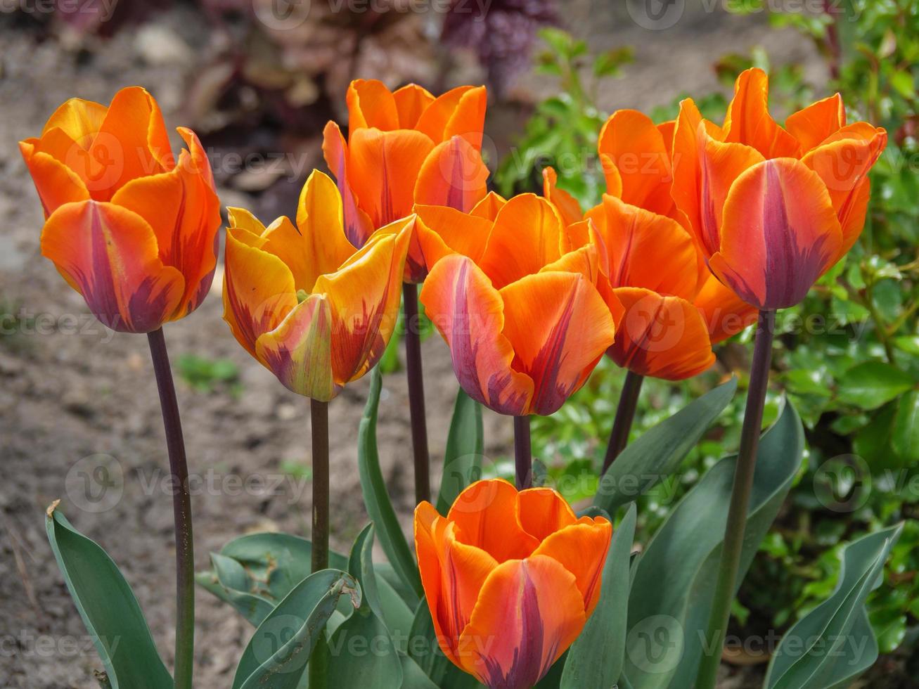tulips in the garden photo