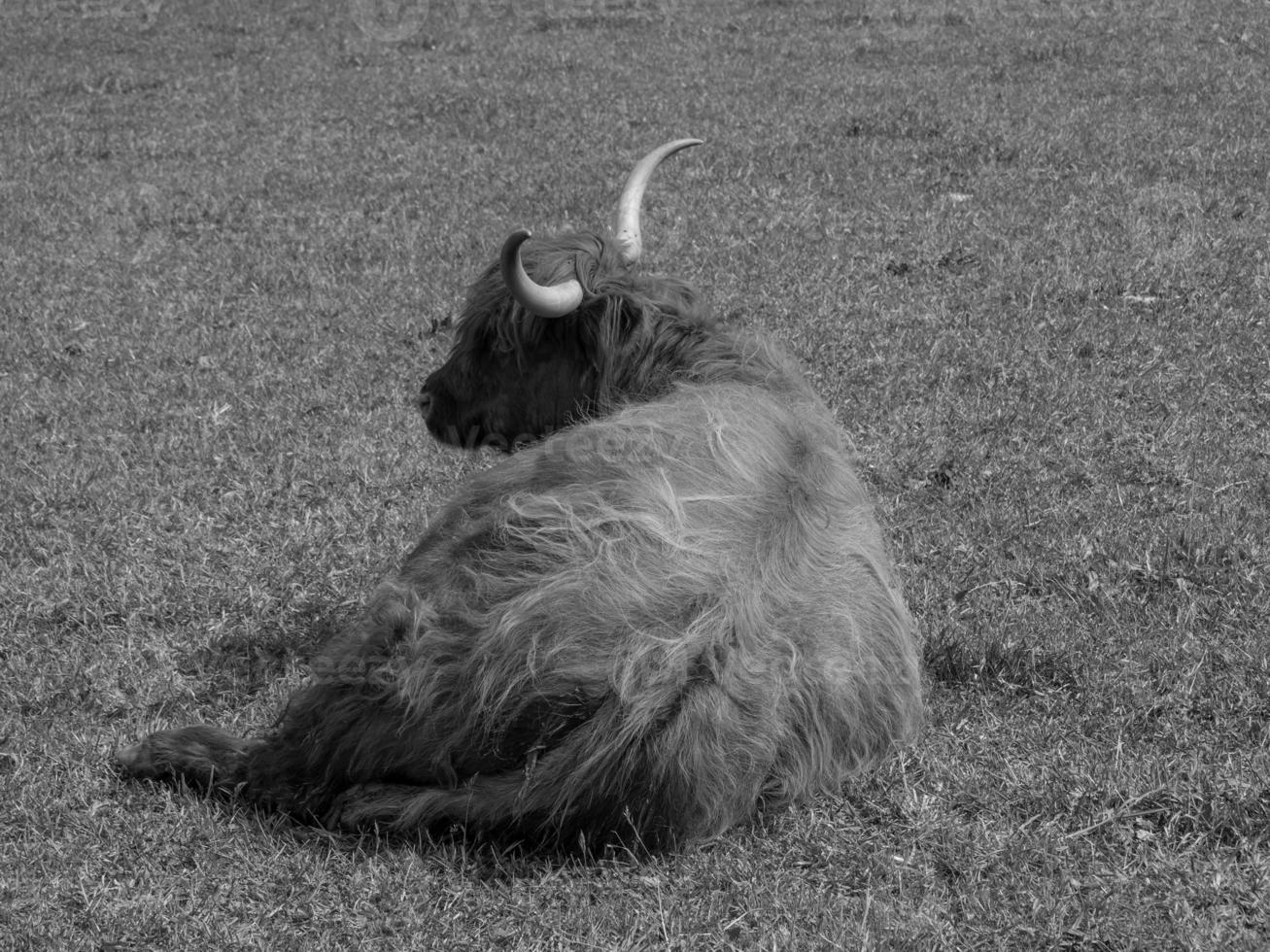 vacas en el muensterland alemán foto