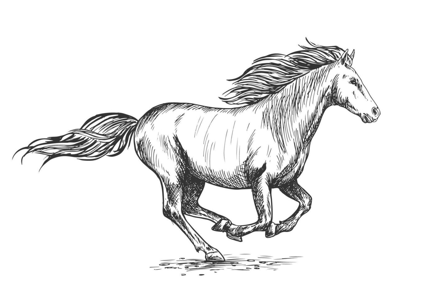 Running gallop white horse sketch portrait vector