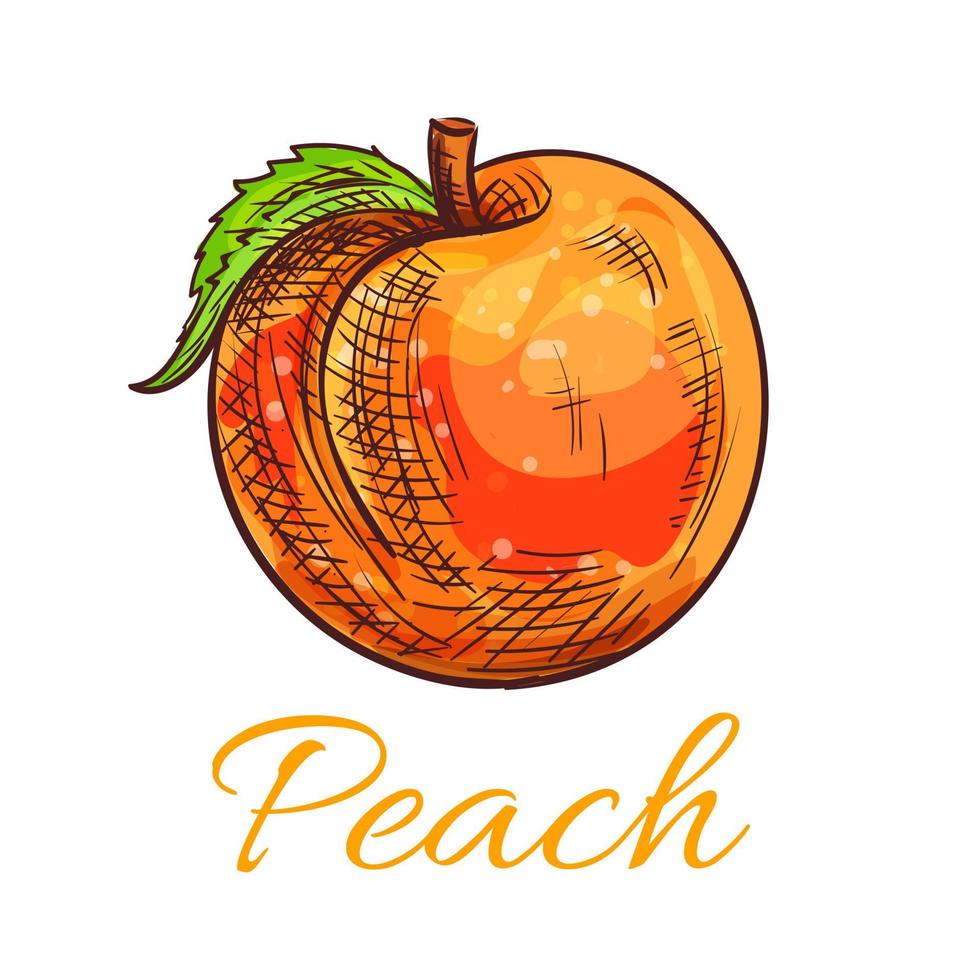 Fresh orange peach fruit sketch for food design vector