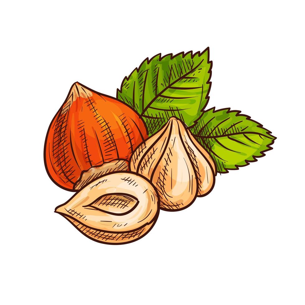 Hazelnut with green leaves sketch vector