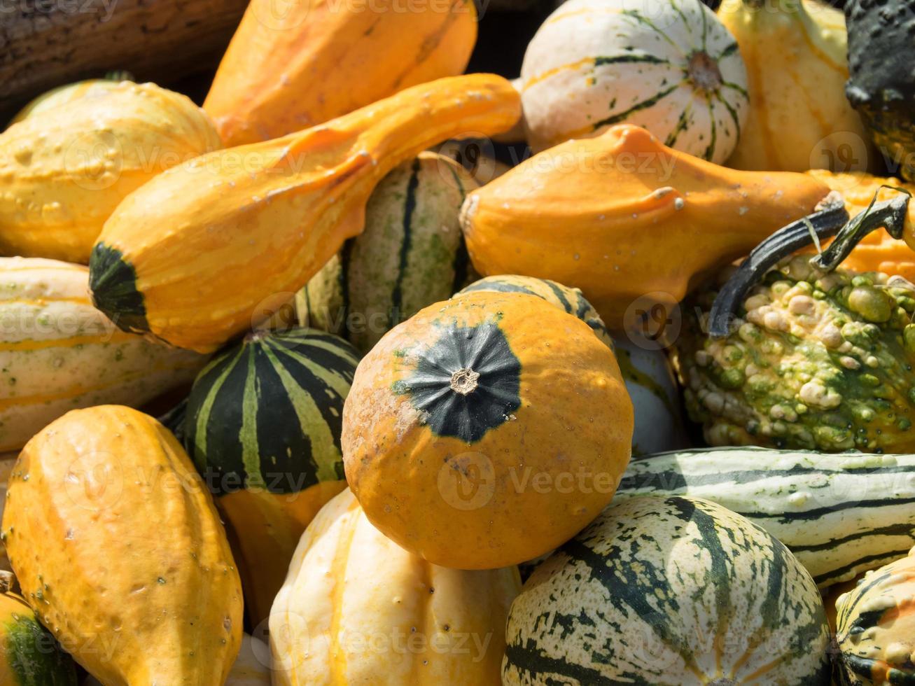 pumpkins in a german garden photo