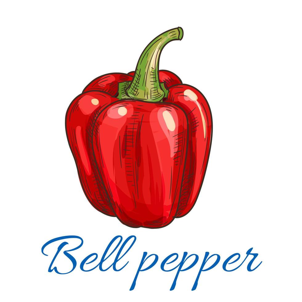 Red bell pepper or paprika vegetable sketch vector