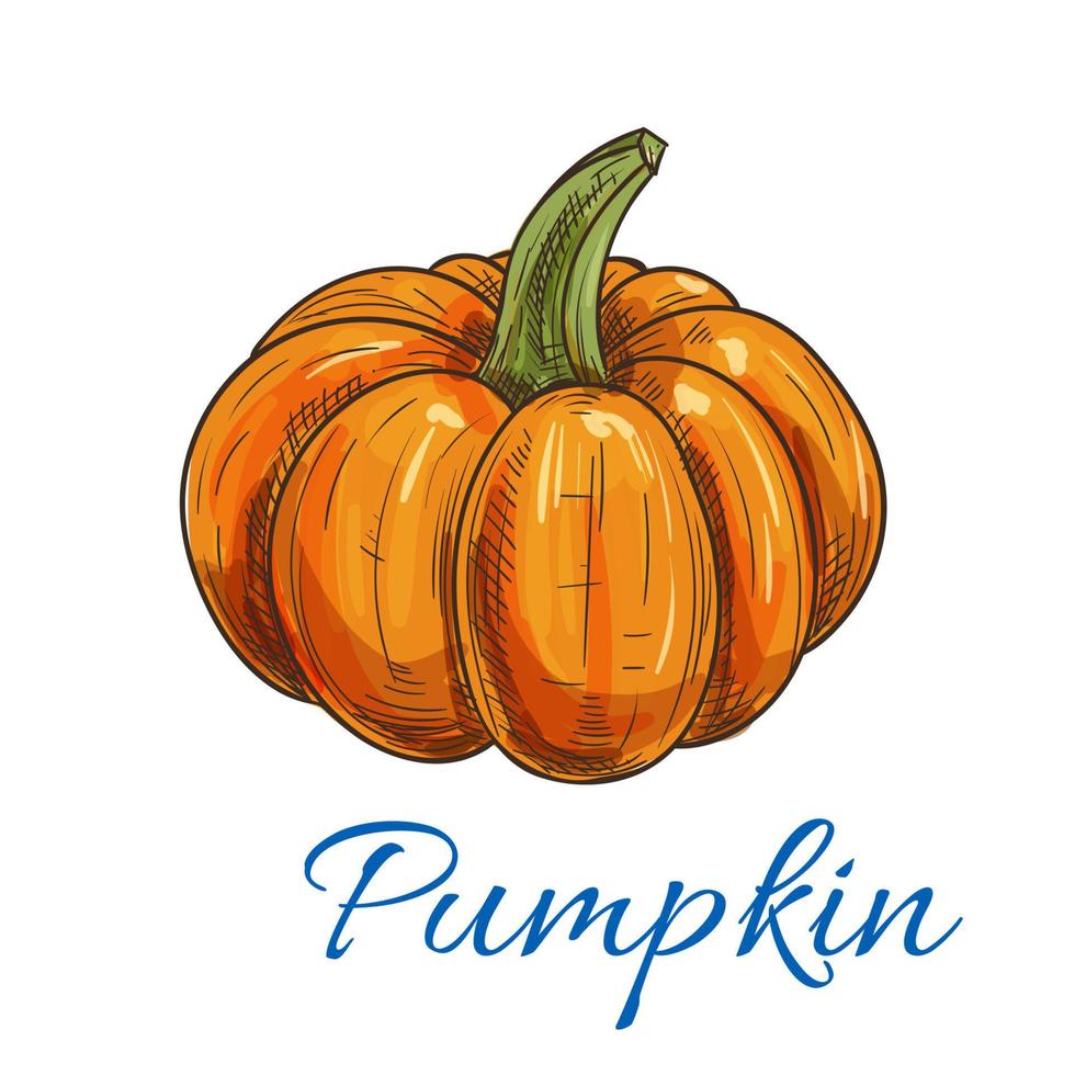 Orange autumn pumpkin vegetable sketch vector