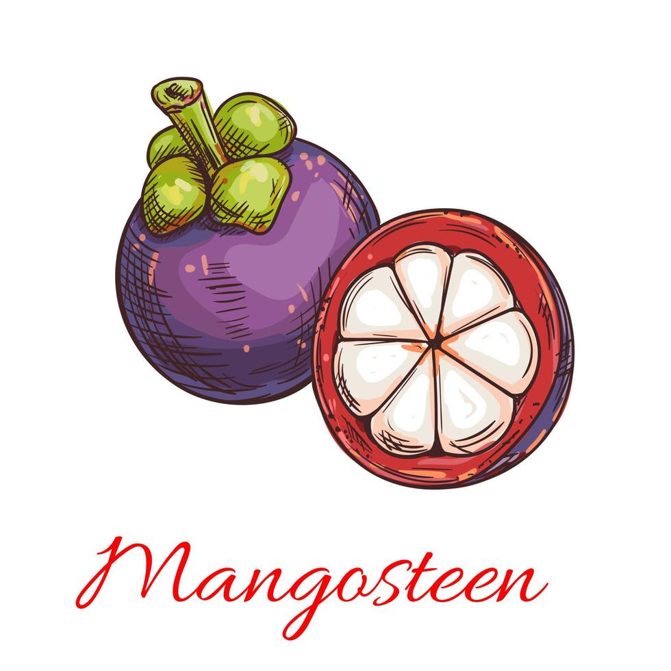 Tropical purple mangosteen fruit sketch vector