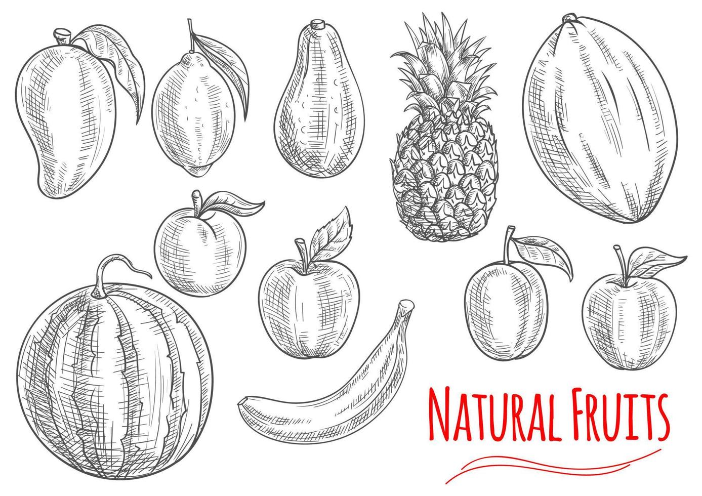 Sketch of fresh fruits for food and drink design vector