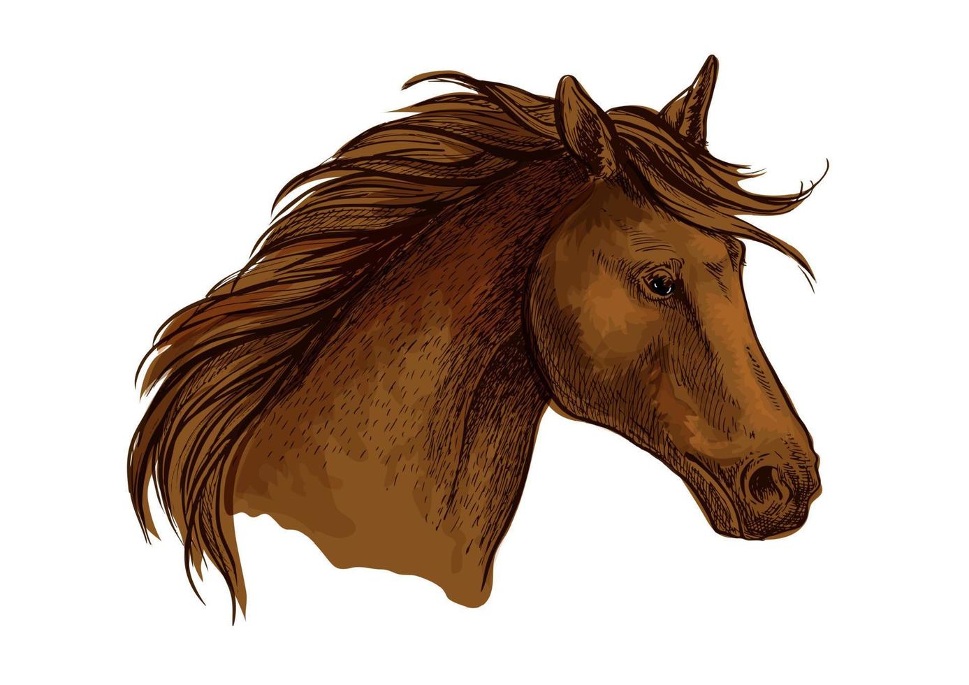 Stallion horse sketch of brown arabian racehorse vector