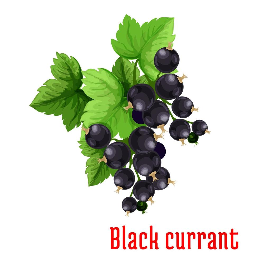 Black currant berries vector icon