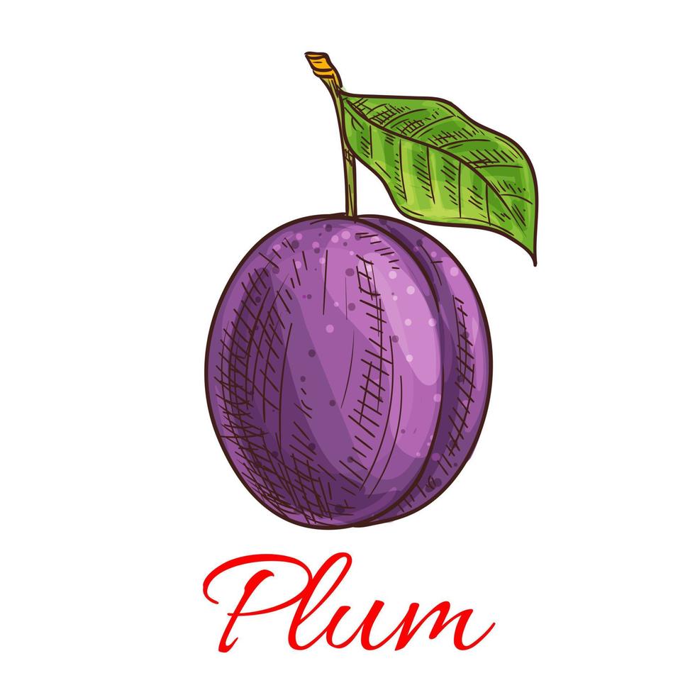 Sketched plum fruit for food and juice design vector