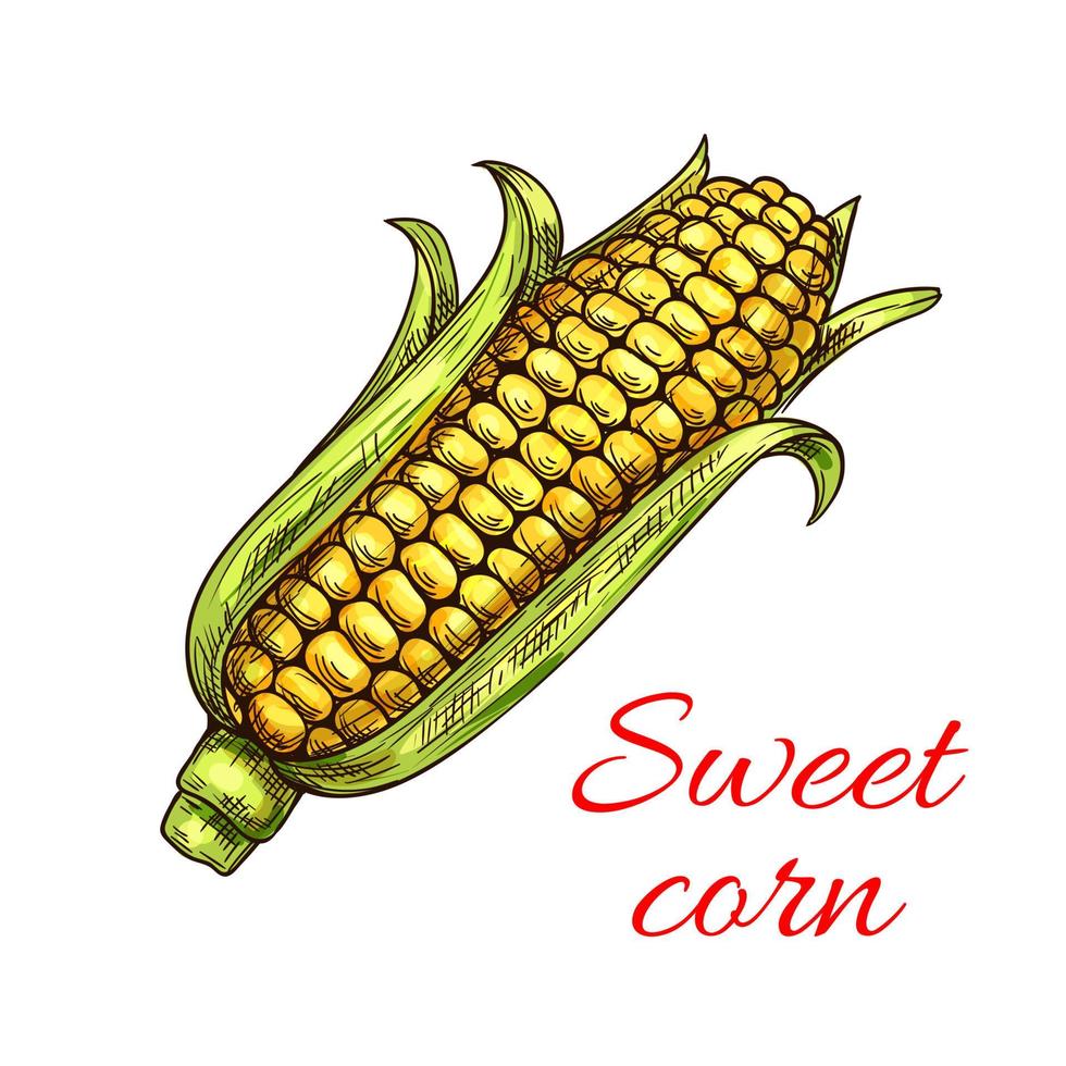 Sweet corn vegetable icon vector