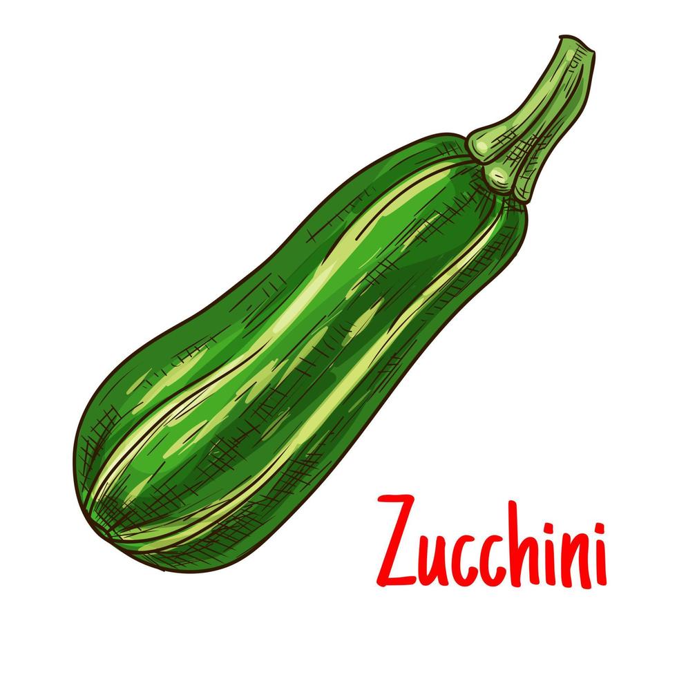 Green zucchini vegetable sketch for farming design vector