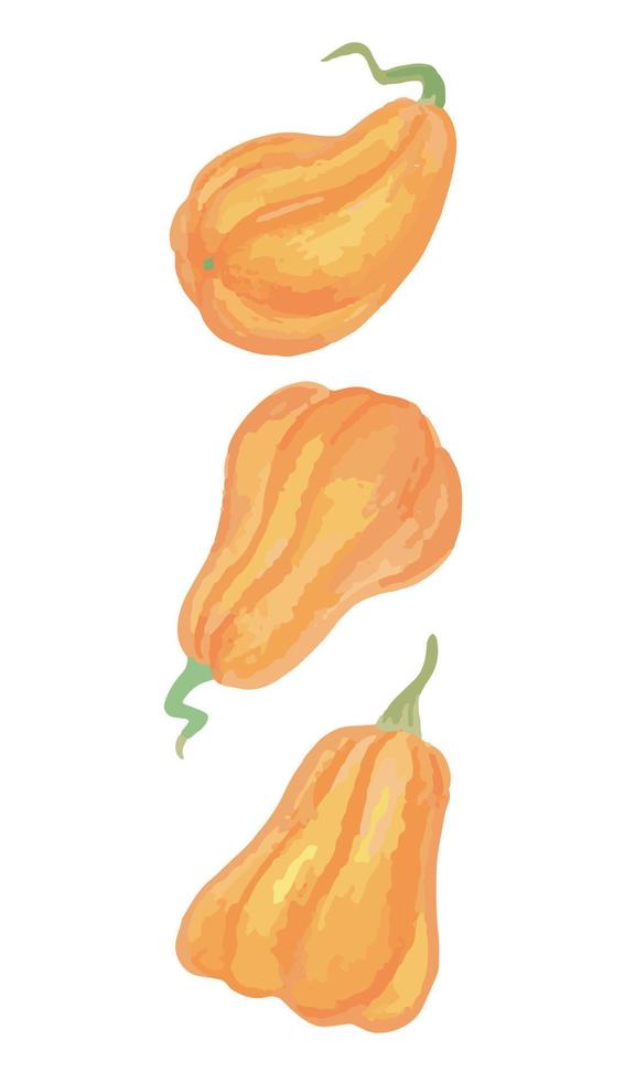 Set with pumpkins in watercolor style, vector illustration of pumpkins