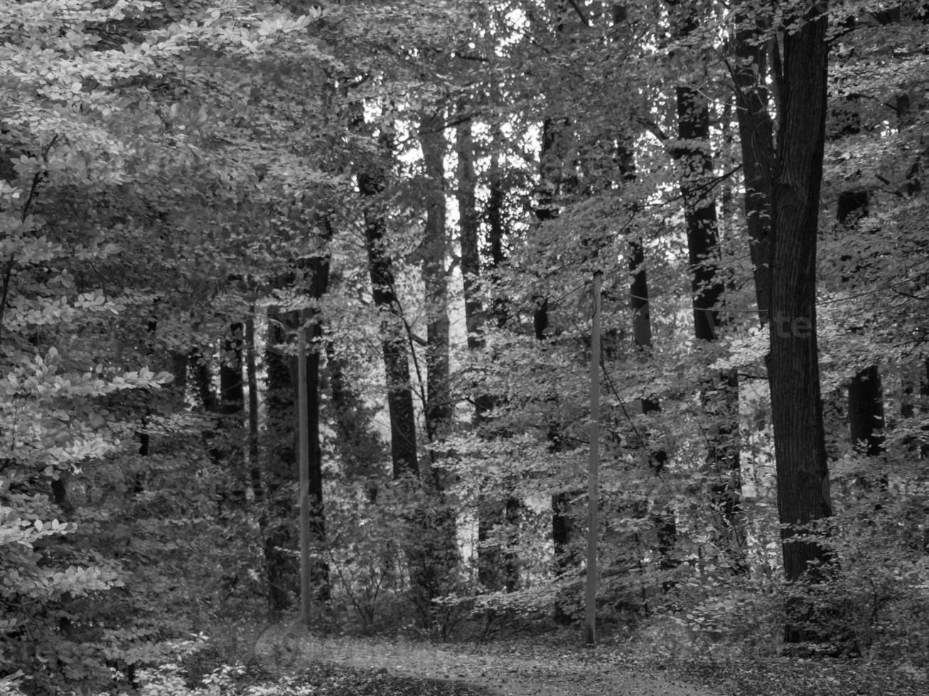 Autumn time in westphalia photo