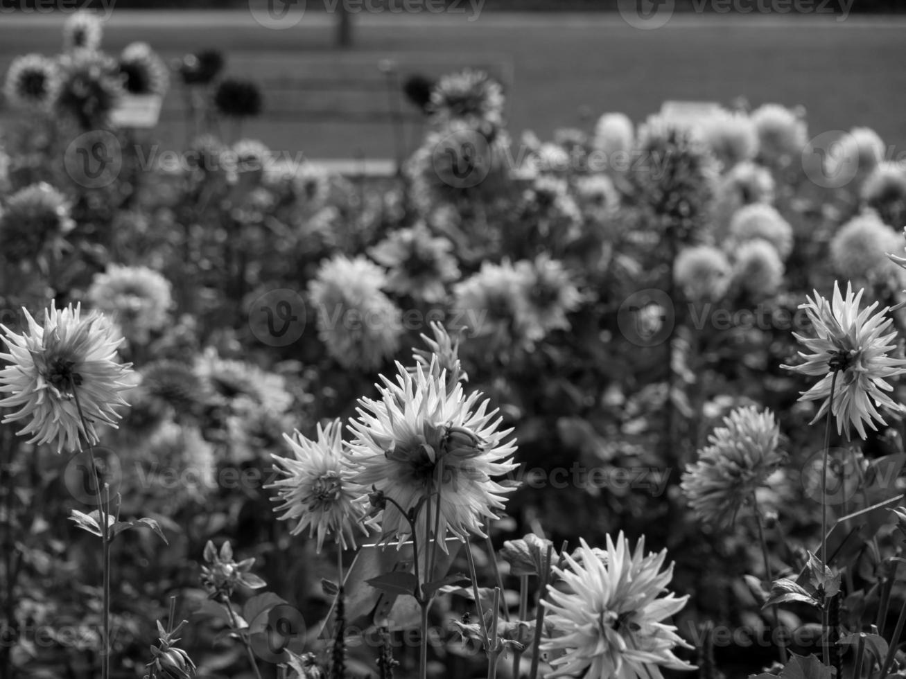 spring time in westphalia photo