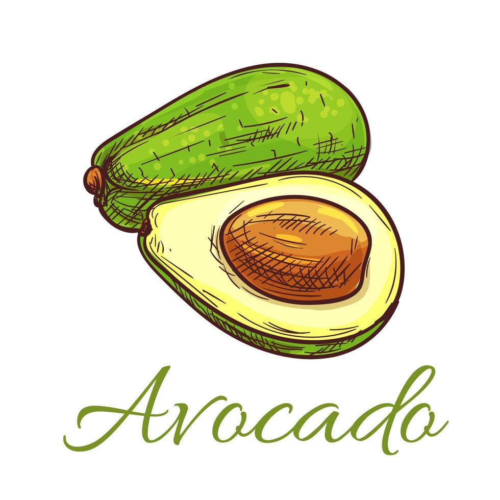 Avocado fruit sketch for healthy food design vector