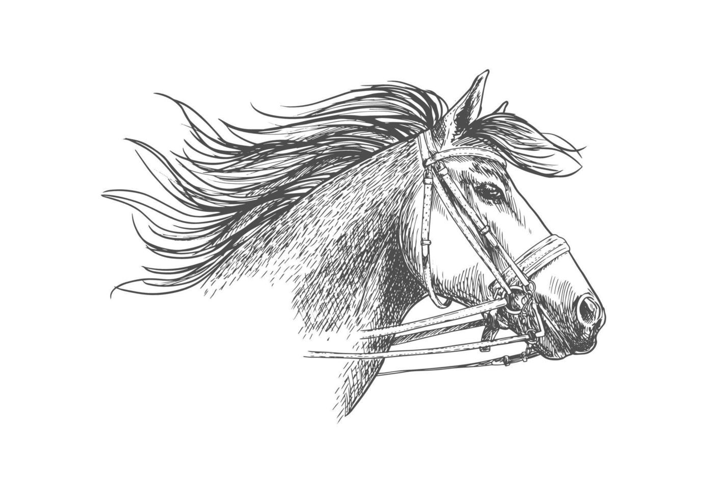 Sketch of horse head in a bridle vector