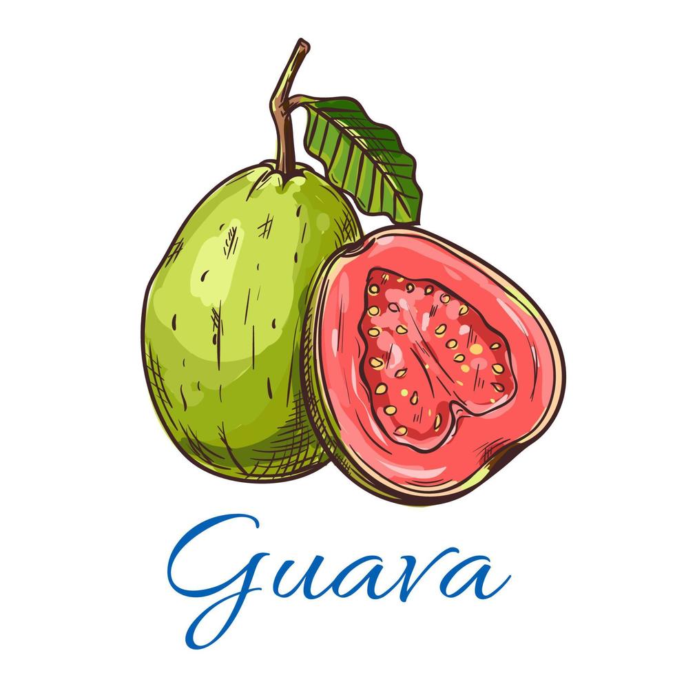 Guava fruit vector icon