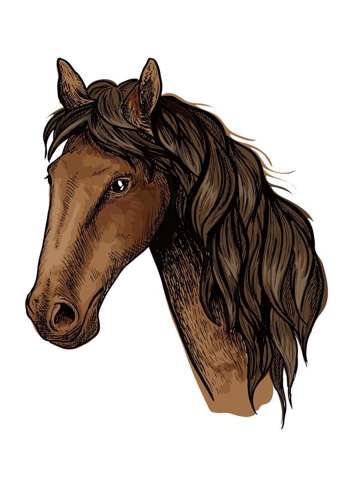 Brown racehorse sketch for horse racing design vector