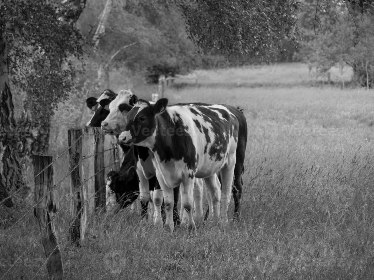cows in the german muensterland photo