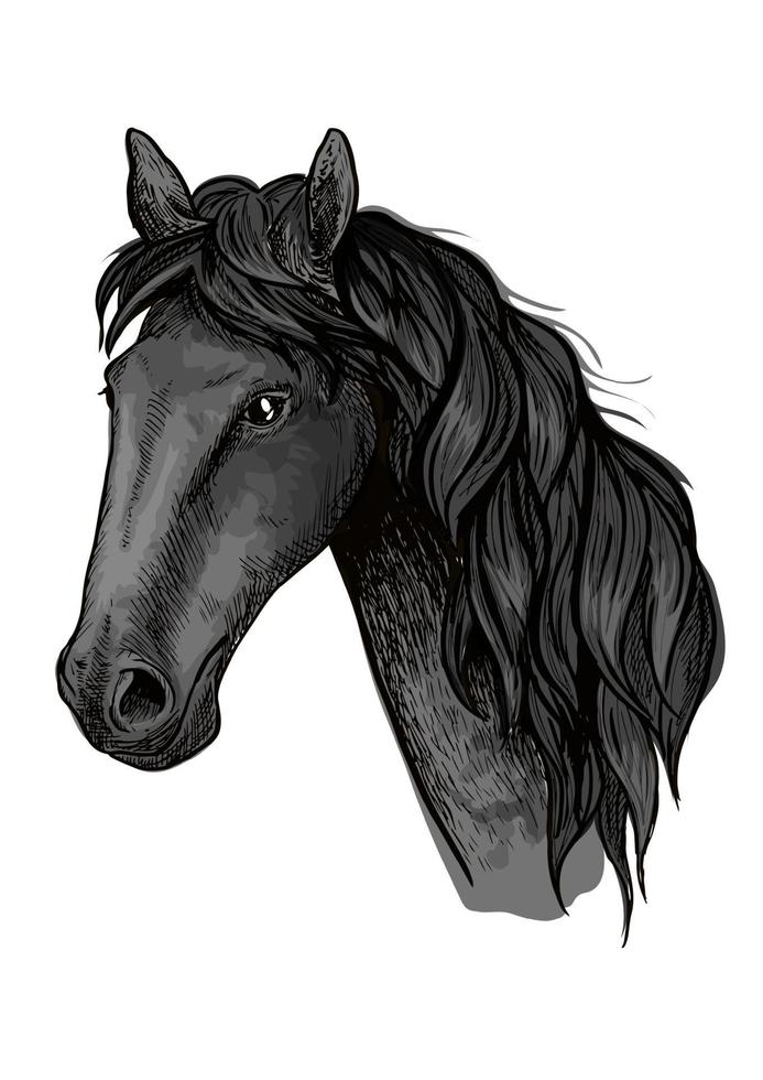 Horse head sketch of black arabian stallion vector