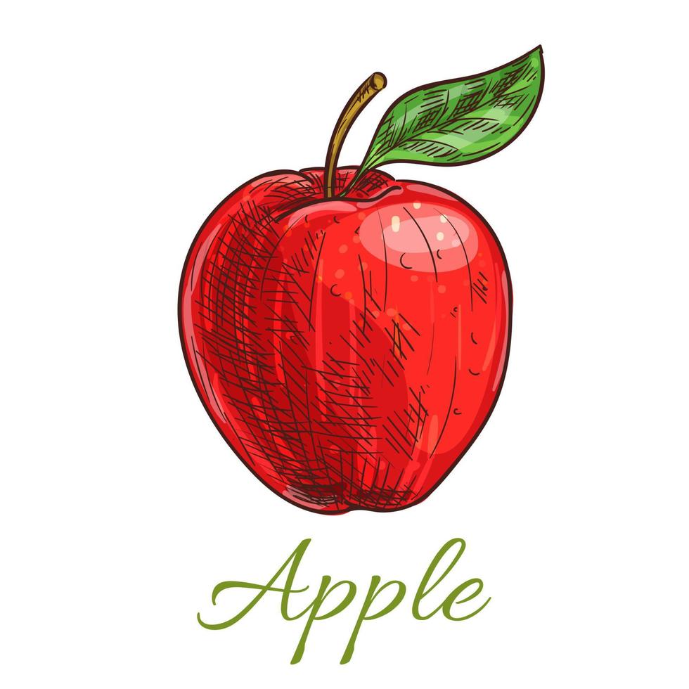 Fresh red apple fruit with leaf sketch vector