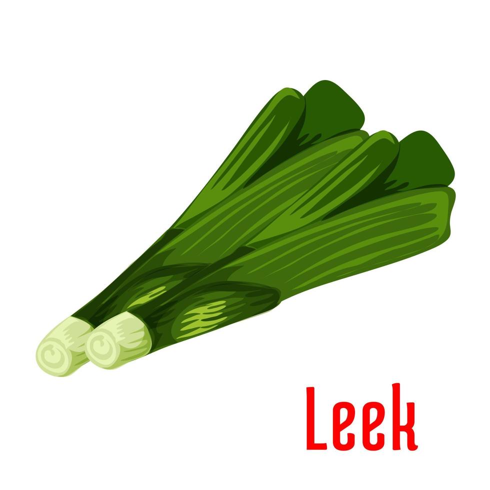 Leek vegetable plant icon vector