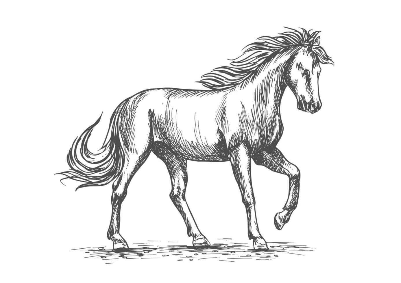 Horse in paddock isolated sketch for equine design vector