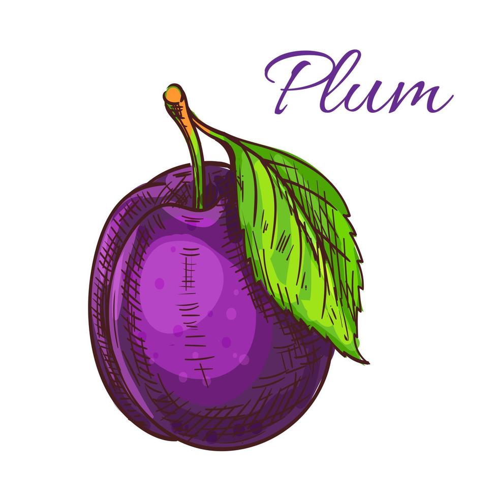 Ripe purple plum fruit with leaf sketch vector