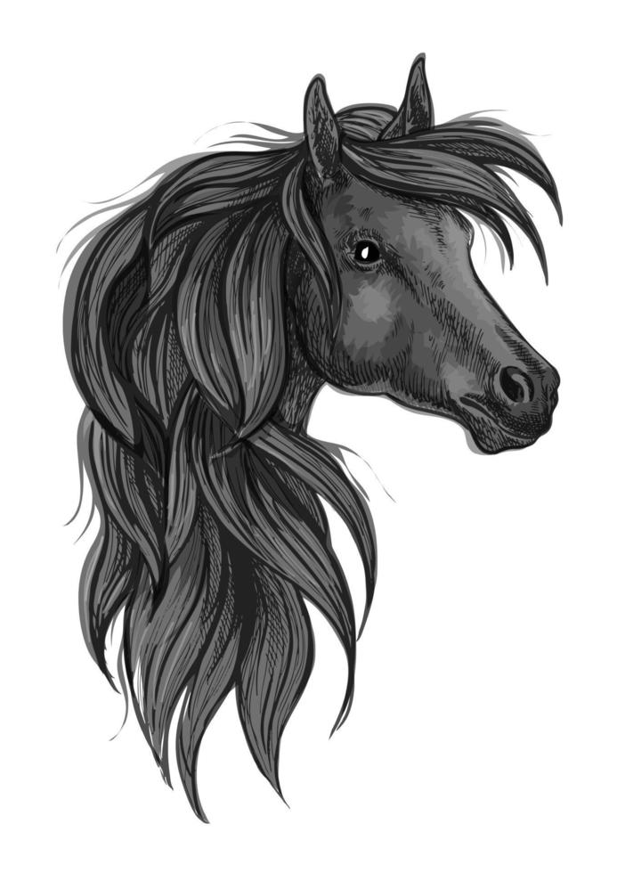 Sketch of black purebred horse head vector