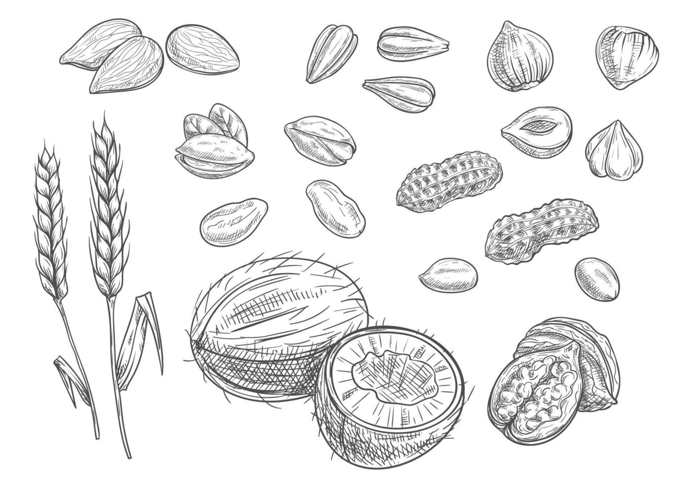 Nuts, grain pencil sketch icons vector