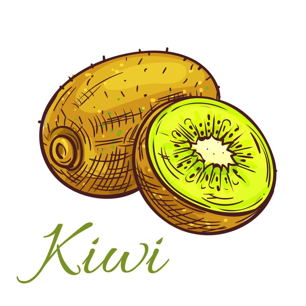 kiwi con una rodaja jugosa de croquis aislado vector