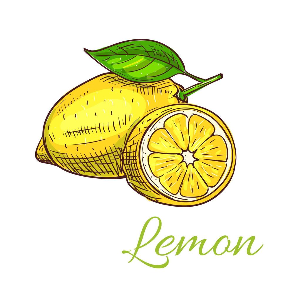 Lemon fruit vector sketch icon