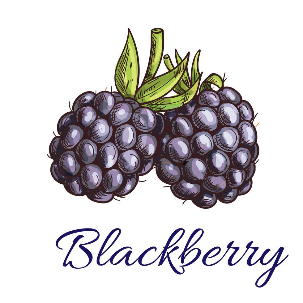 Fresh blackberry fruit sketch for food design vector