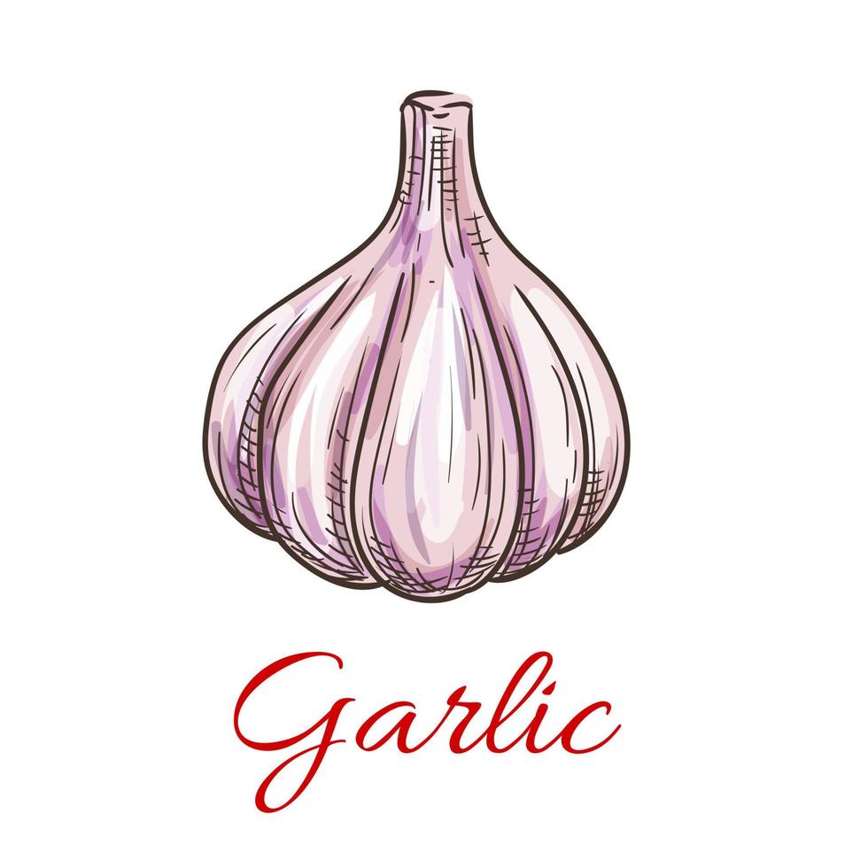 Garlic vegetable sketch icon vector