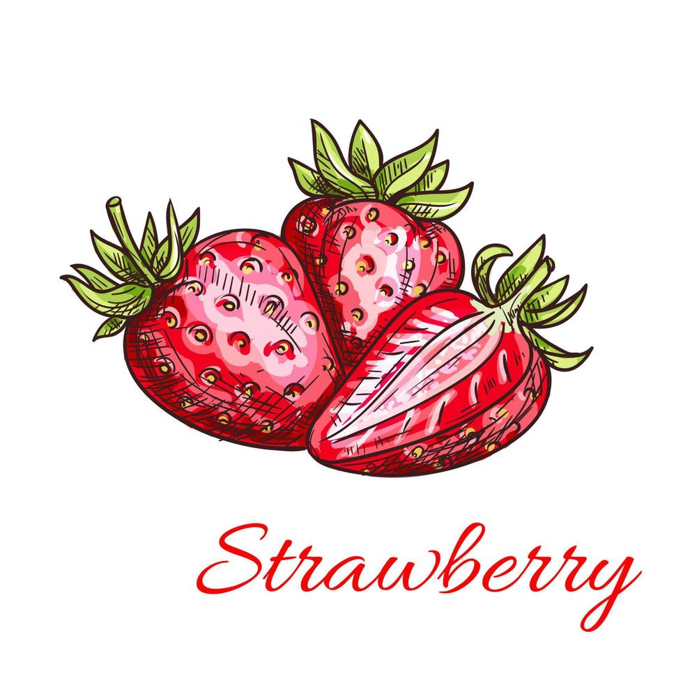 Strawberry isolated color sketch icon vector