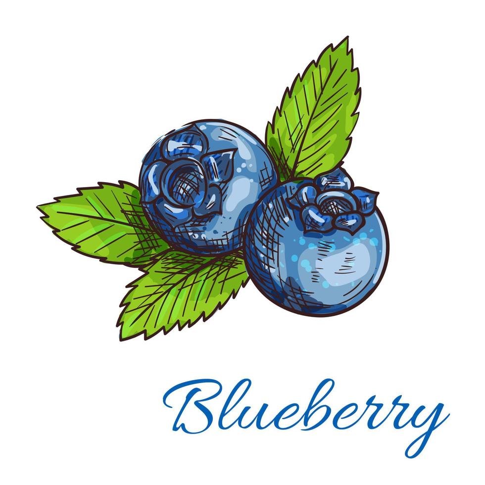 Blueberry fruits with leaves isolated sketch vector