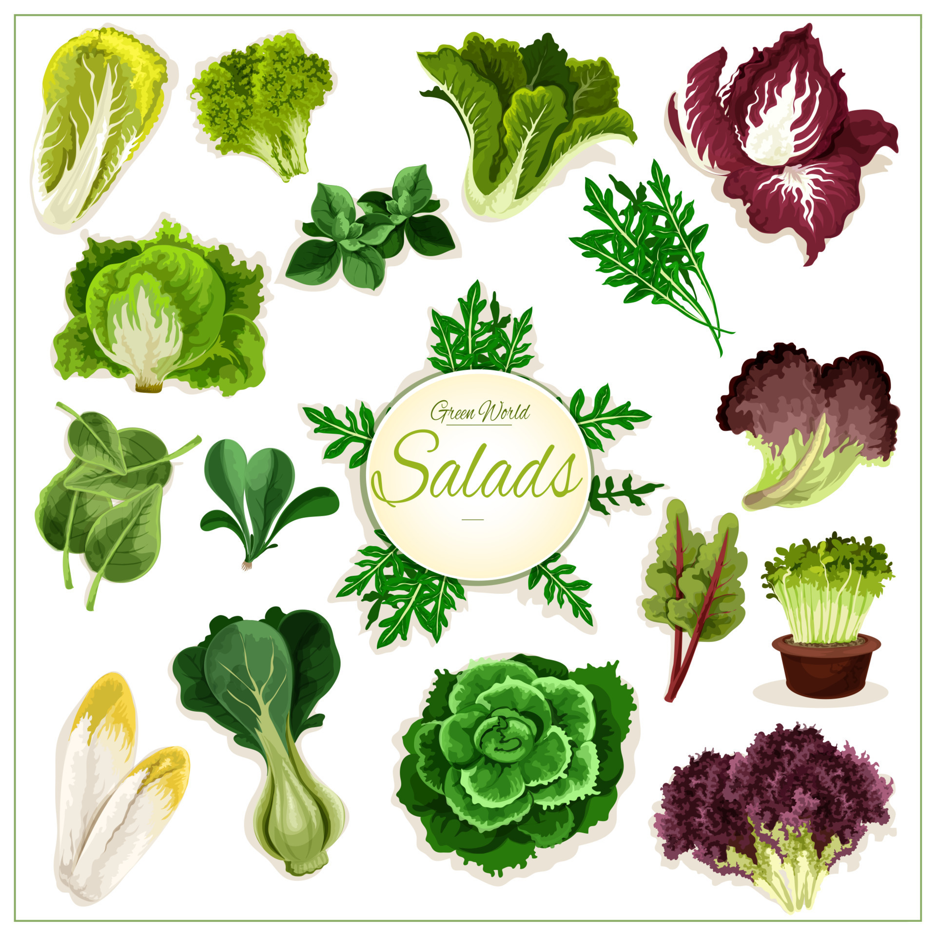 Salad greens, leafy vegetables vector poster 11791156 Vector Art at