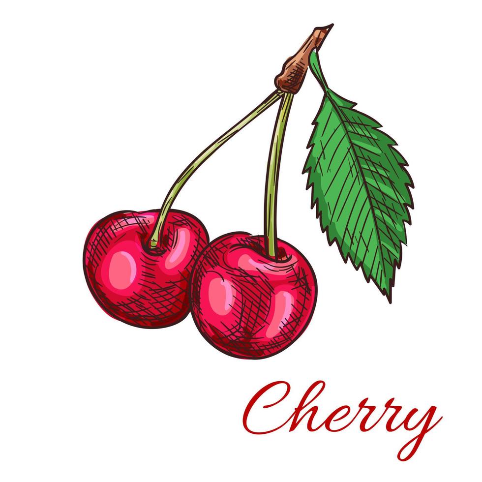 Cherry berries vector icon