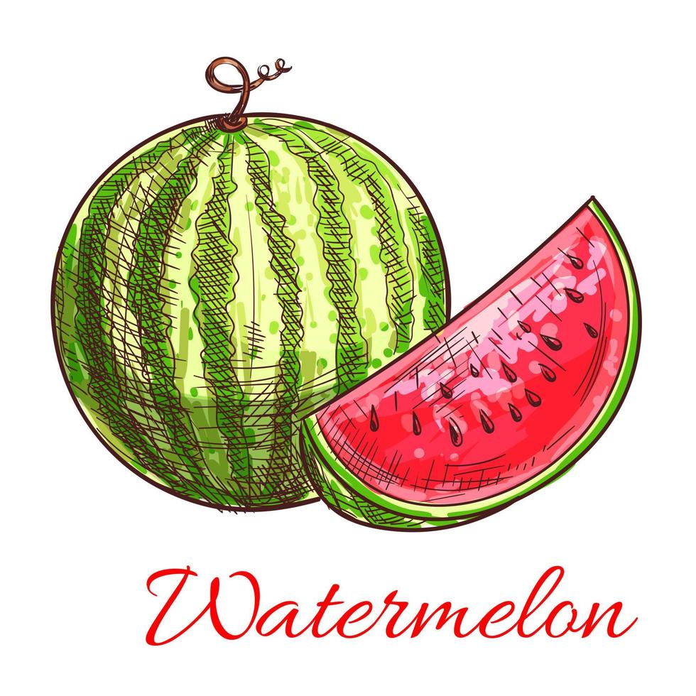 Watermelon fruit with juicy slice sketch vector