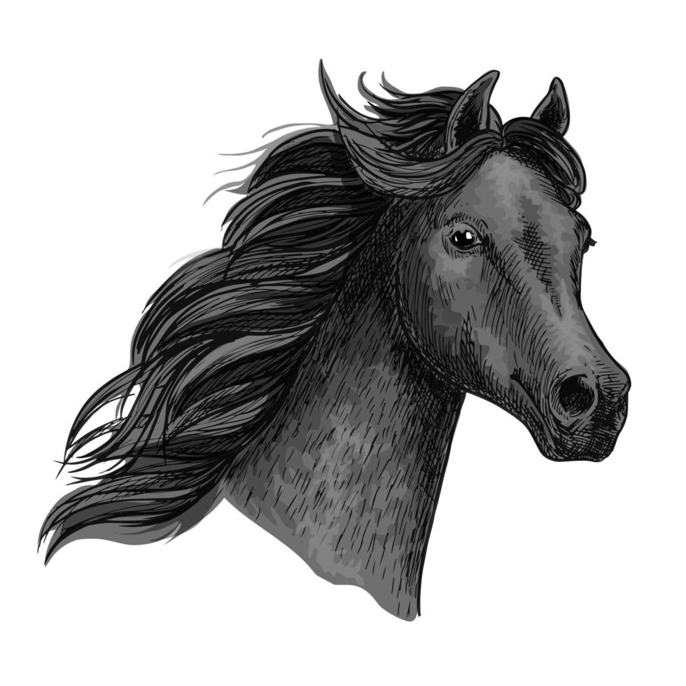 Portrait of beautiful purebred raven horse vector