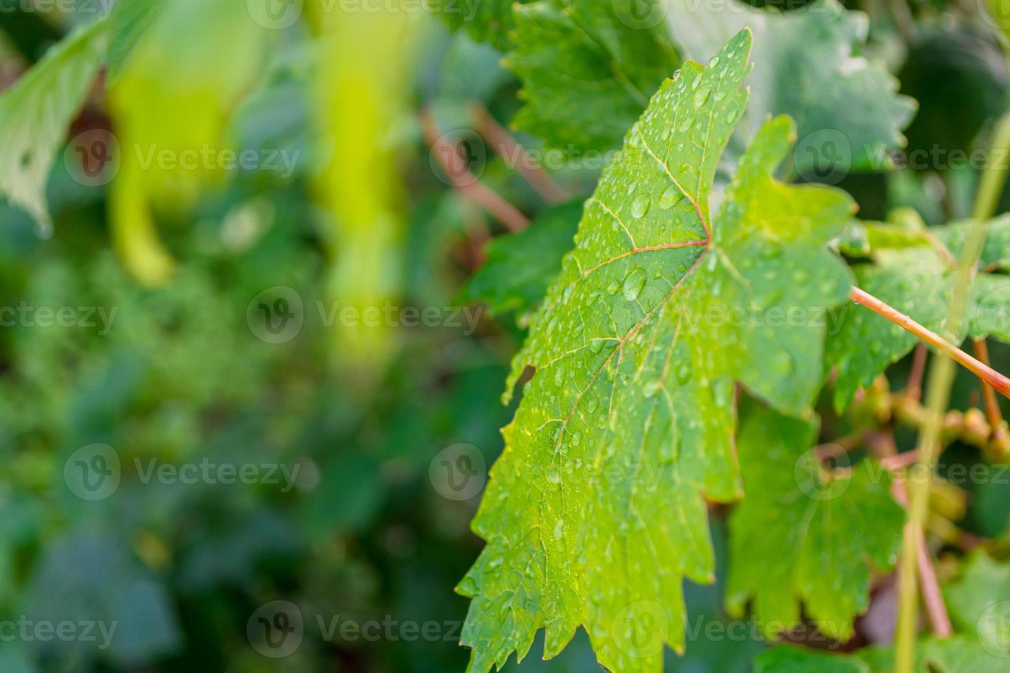 hoja de uva verde húmeda de cerca. foto