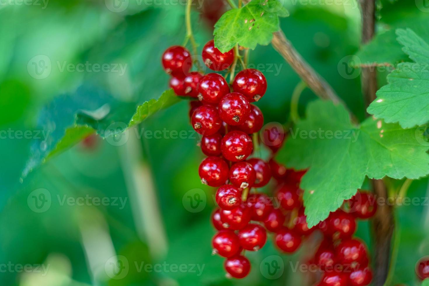 Berries of red currant close-up. photo