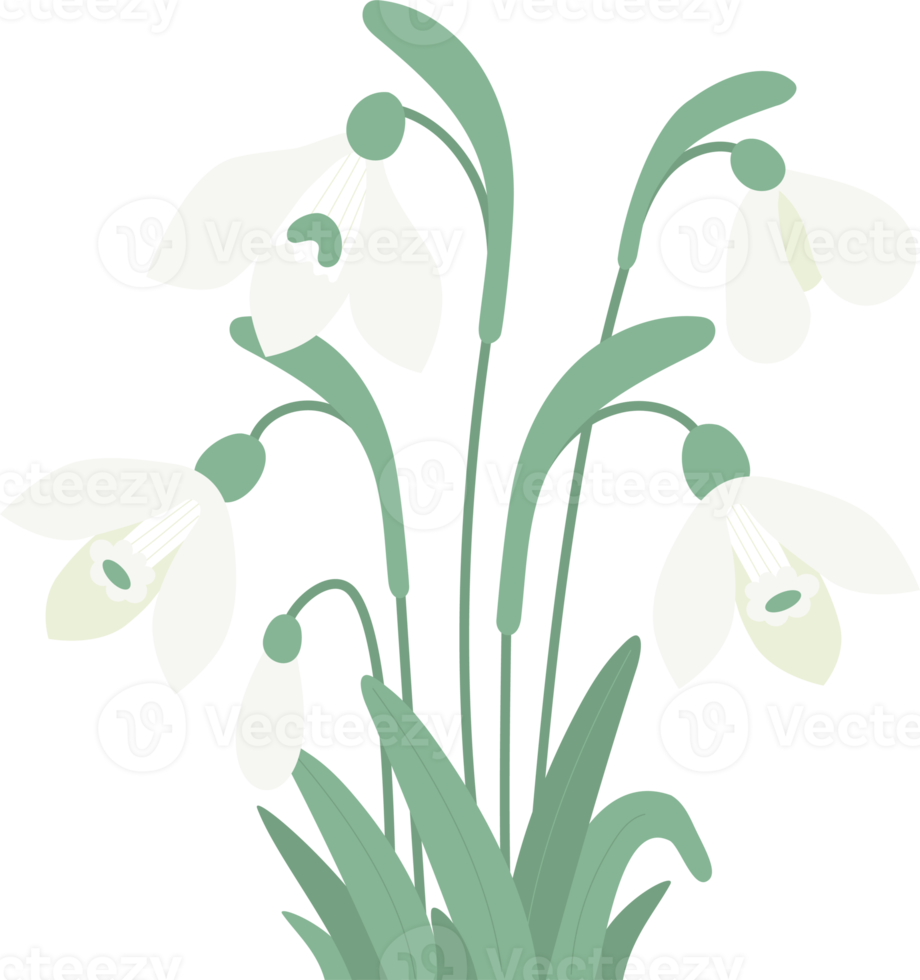 Blooming bunch snowdrops png