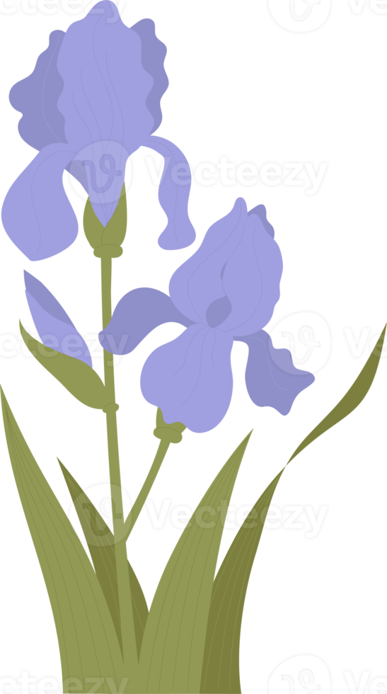 fiore fioritura iris con germoglio e le foglie. illustrazione. viola fiore png