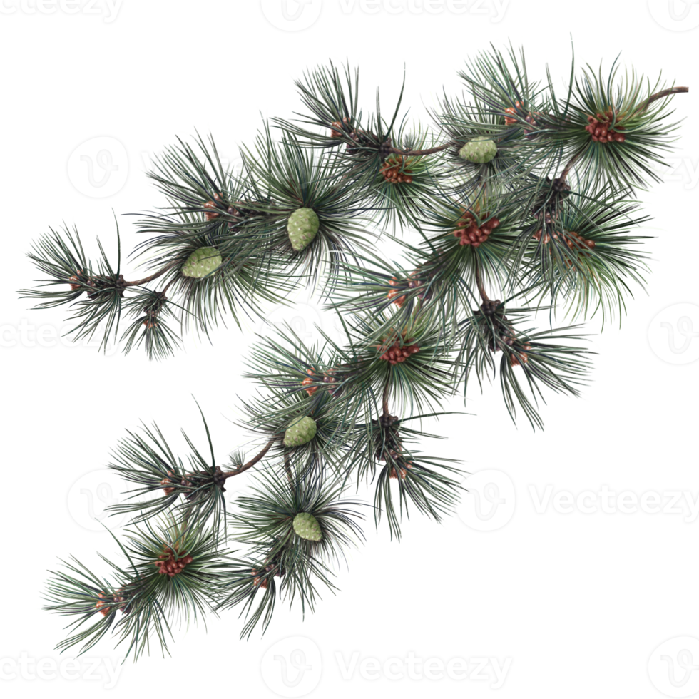 pine tree branch with cones, christmas tree illustration png