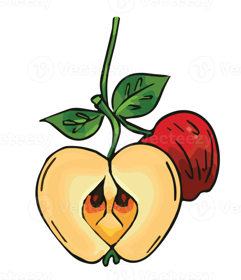 Fruit illustration, colored PNG design with transparent background.
