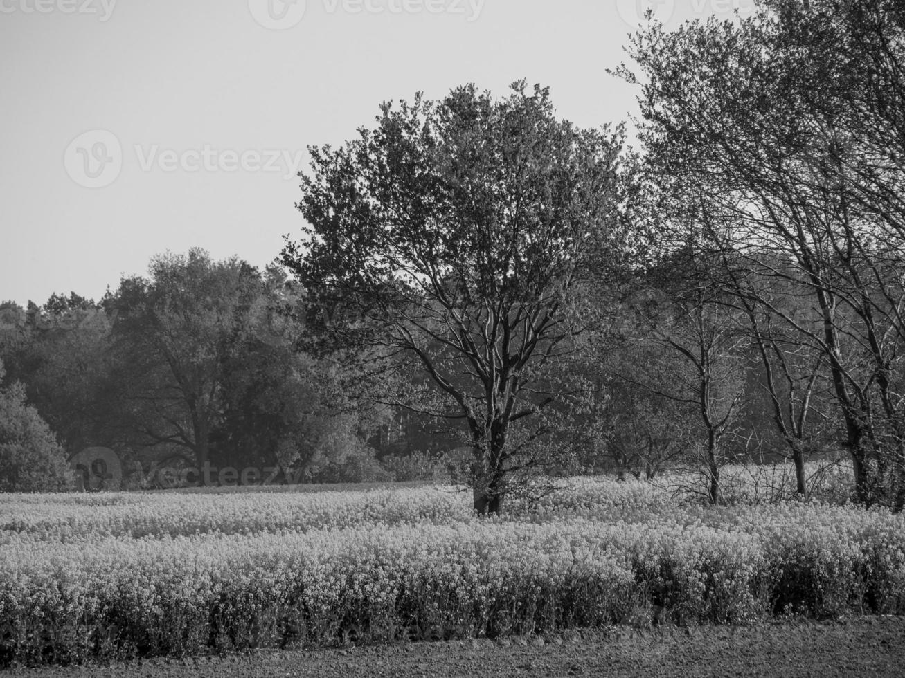 in the german muensterland photo