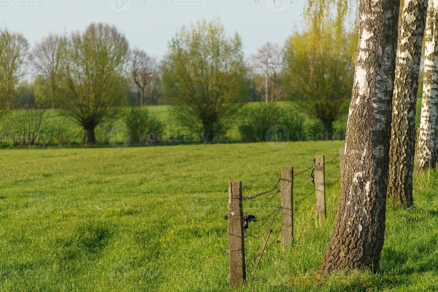 trees in westphalia photo