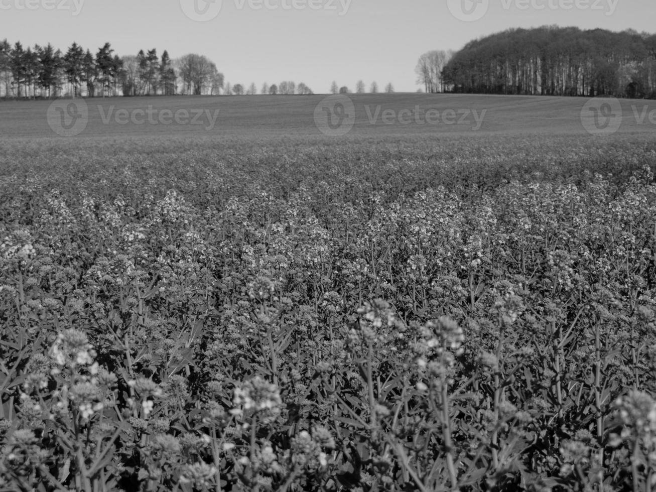 paisaje de westfalia cerca de billerbeck foto