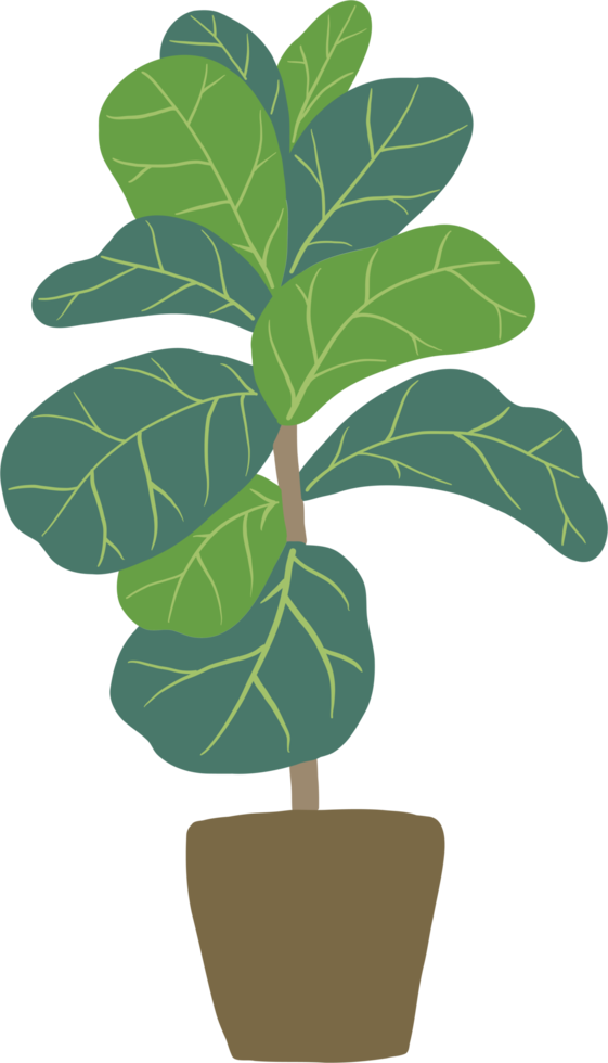 freehand sketch drawing of fiddle leaf fig tree. png